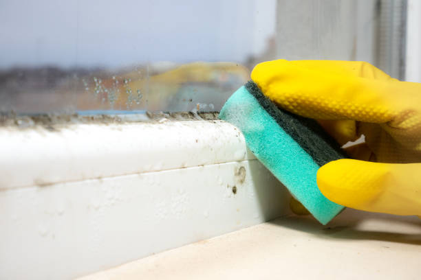 Trusted Uvalde, TX Mold Removal Experts